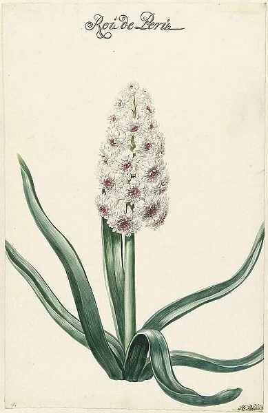 White hyacinth, 1720-1729. Creator: Hendrik Budde