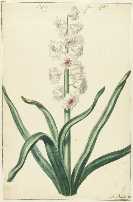 Framed Print : White hyacinth, 1720-1729. Creator: Hendrik Budde Framed Print : White hyacinth, 1720-1729. Creator: Hendrik Budde