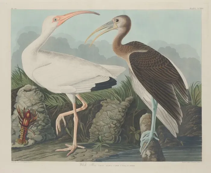 Framed Print : White Ibis, 1834. Creator: Robert Havell Framed Print : White Ibis, 1834. Creator: Robert Havell