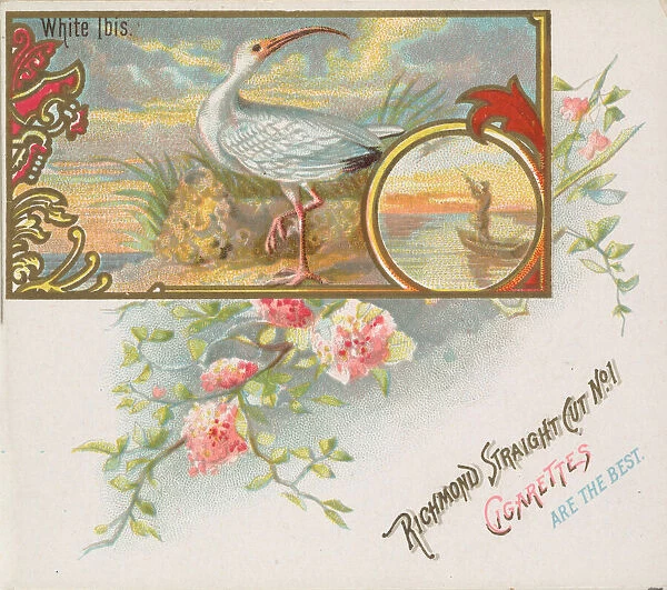 White Ibis, from the Game Birds series (N40) for Allen & Ginter Cigarettes, 1888-90