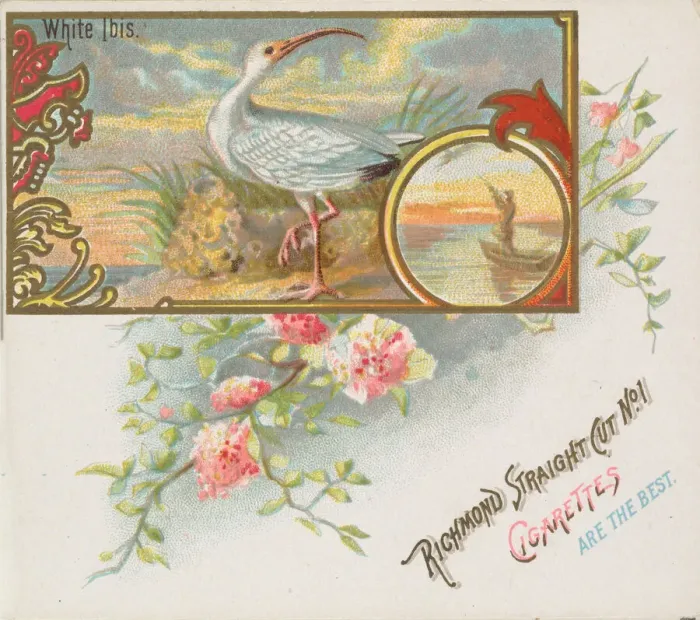Framed Print : White Ibis, from the Game Birds series (N40) for Allen & Ginter Cigarettes, 1888-90 Framed Print : White Ibis, from the Game Birds series (N40) for Allen & Ginter Cigarettes, 1888-90