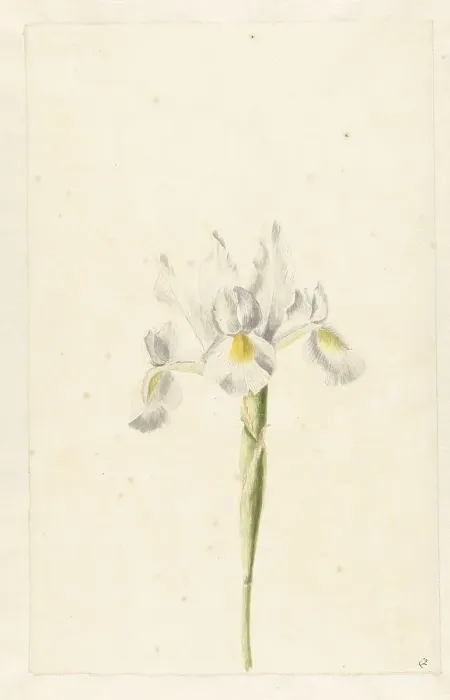 Framed Print : White Iris (Iris albicans), c.1674-c.1695. Creator: Circle of Pieter Withoos Framed Print : White Iris (Iris albicans), c.1674-c.1695. Creator: Circle of Pieter Withoos