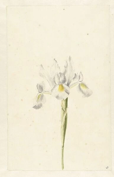 White Iris (Iris albicans), c.1674-c.1695. Creator: Circle of Pieter Withoos