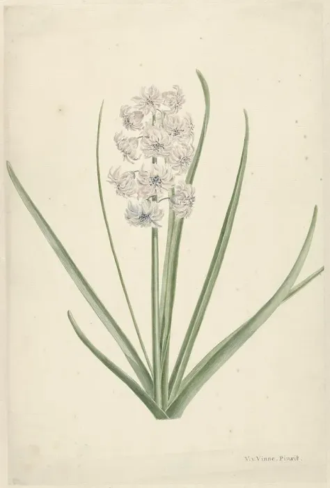 Framed Print : White-light blue hyacinth, 1746-1811. Creator: Vincent Jansz. van der Vinne Framed Print : White-light blue hyacinth, 1746-1811. Creator: Vincent Jansz. van der Vinne