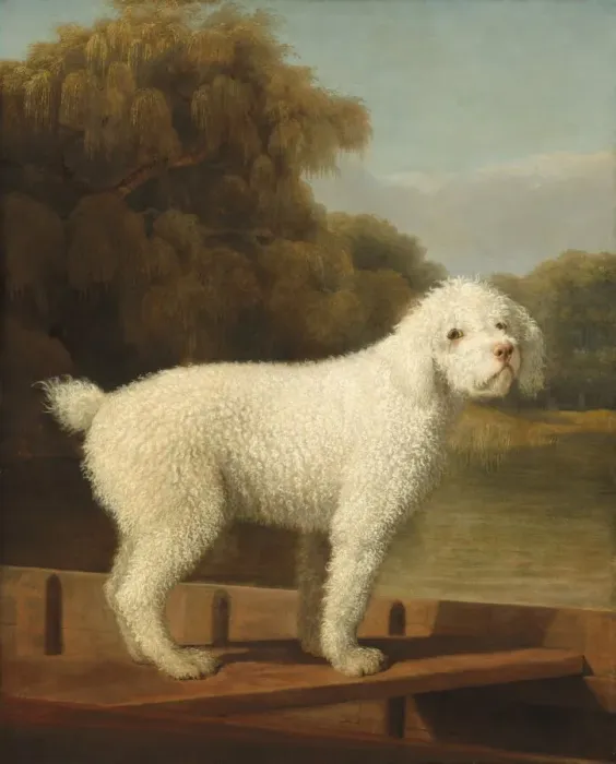 Framed Print : White Poodle in a Punt, c. 1780. Creator: George Stubbs Framed Print : White Poodle in a Punt, c. 1780. Creator: George Stubbs