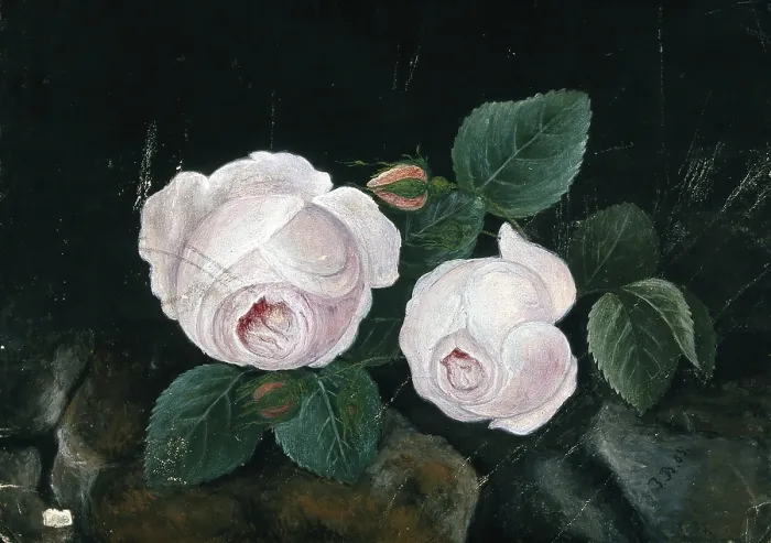 Framed Print : Two white roses, in a still-life, 1885. Creator: Unknown Framed Print : Two white roses, in a still-life, 1885. Creator: Unknown