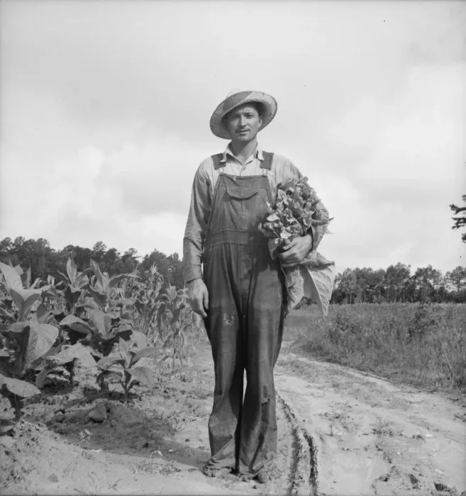 Framed Print : White sharecropper, Mr. Taylor, has just finished priming... Granville County, North Carolina, 1939 Creator: Dorothea Lange Framed Print : White sharecropper, Mr. Taylor, has just finished priming... Granville County, North Carolina, 1939 Creator: Dorothea Lange