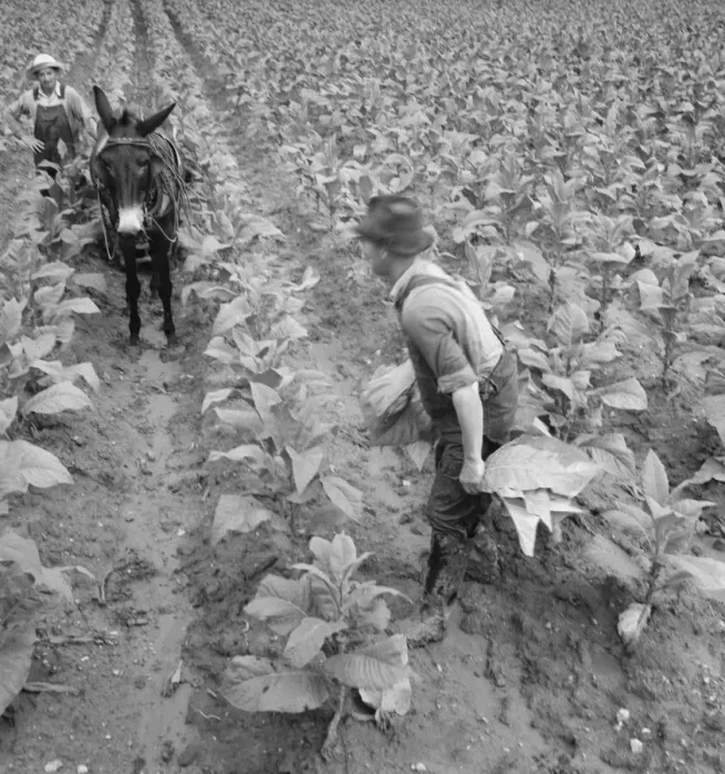 Framed Print : White sharecropper and wage laborer priming... Granville County, North Carolina, 1939. Creator: Dorothea Lange Framed Print : White sharecropper and wage laborer priming... Granville County, North Carolina, 1939. Creator: Dorothea Lange
