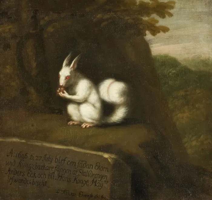 Framed Print : White Squirrel in a Landscape, 1697. Creator: David Klocker Ehrenstrahl Framed Print : White Squirrel in a Landscape, 1697. Creator: David Klocker Ehrenstrahl