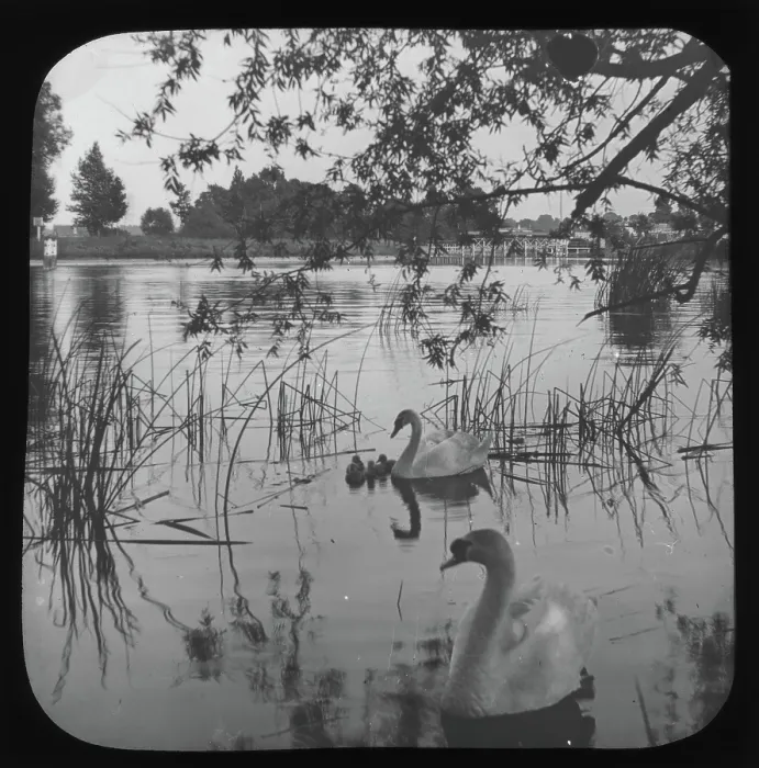 Framed Print : White swans and cygnets on river - unknown location. Creator: Unknown Framed Print : White swans and cygnets on river - unknown location. Creator: Unknown