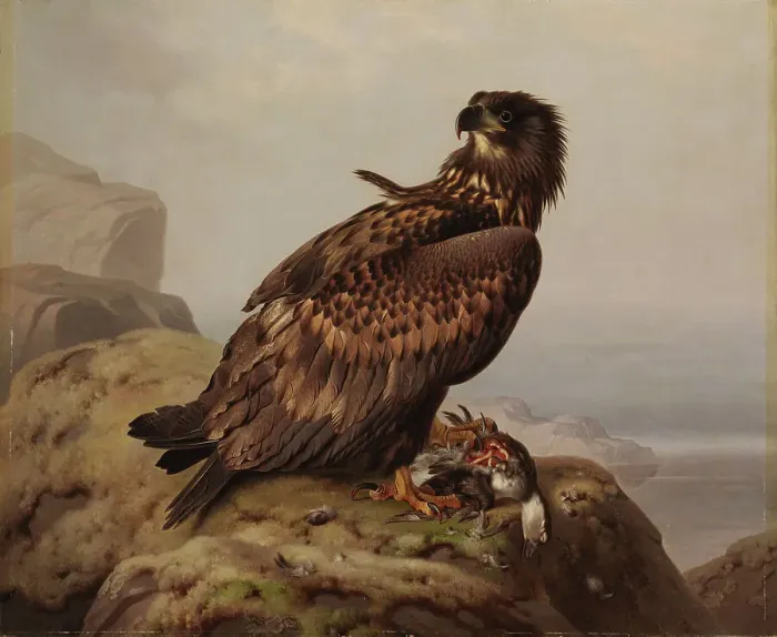 Framed Print : White-tailed Eagle with Its Prey, 1861. Creator: Ferdinand von Wright Framed Print : White-tailed Eagle with Its Prey, 1861. Creator: Ferdinand von Wright