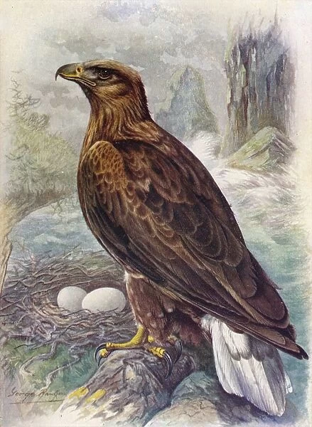 White-Tailed or Sea-Eagle - Halia etus albicil la, c1910, (1910). Artist: George James Rankin
