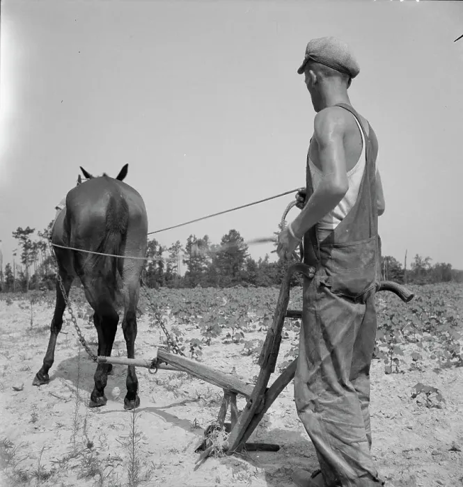 Framed Print : White tenant farmer works on shares, North Carolina, 1936. Creator: Dorothea Lange Framed Print : White tenant farmer works on shares, North Carolina, 1936. Creator: Dorothea Lange