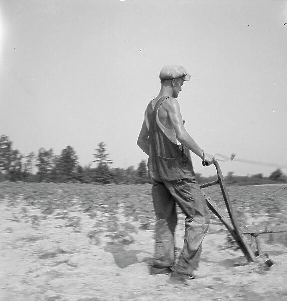 White tenant farmer works on shares. North Carolina, 1936. Creator: Dorothea Lange