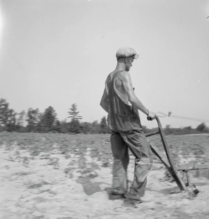 Framed Print : White tenant farmer works on shares. North Carolina, 1936. Creator: Dorothea Lange Framed Print : White tenant farmer works on shares. North Carolina, 1936. Creator: Dorothea Lange