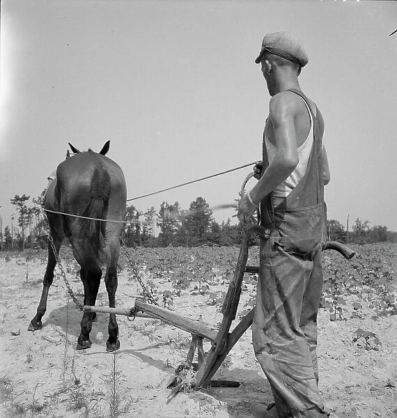 White tenant farmer works on shares, North Carolina, 1936. Creator: Dorothea Lange