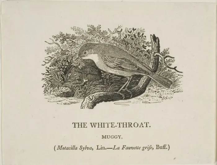 Framed Print : White Throat (Bird), n. d. Creator: Thomas Bewick Framed Print : White Throat (Bird), n. d. Creator: Thomas Bewick