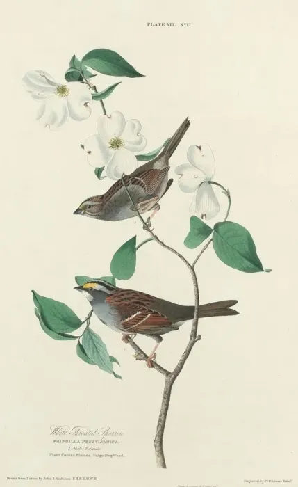 Framed Print : White-throated Sparrow, 1827. Creator: William Home Lizars Framed Print : White-throated Sparrow, 1827. Creator: William Home Lizars