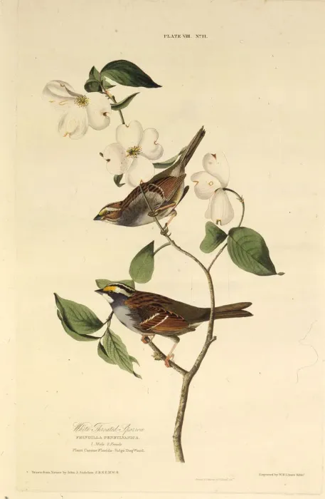 Framed Print : The white-throated sparrow. From The Birds of America, 1827-1838. Creator: Audubon Framed Print : The white-throated sparrow. From The Birds of America, 1827-1838. Creator: Audubon