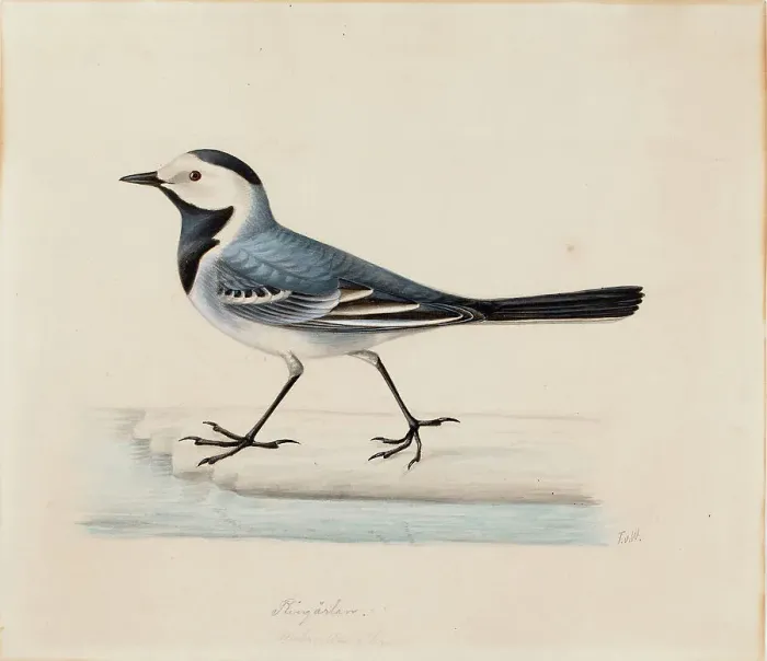 Framed Print : White Wagtail. Creator: Ferdinand von Wright