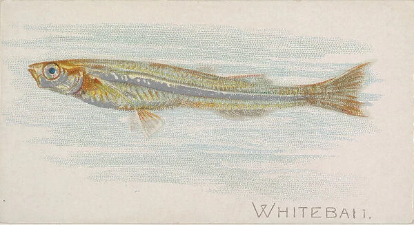 Whitebait, from the Fish from American Waters series (N8) for Allen &