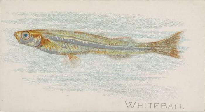 Framed Print : Whitebait, from the Fish from American Waters series (N8) for Allen &amp