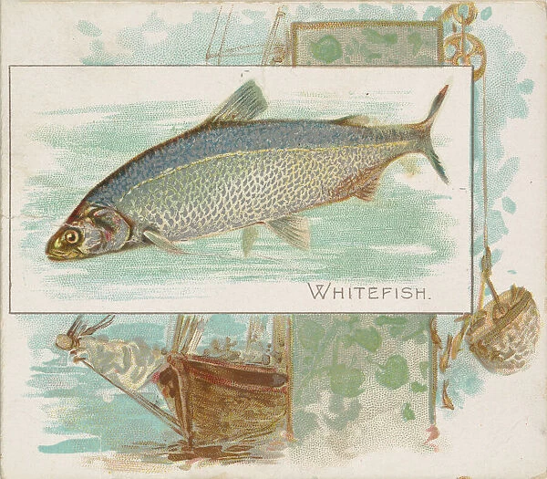 Whitefish, from Fish from American Waters series (N39) for Allen & Ginter Cigarettes