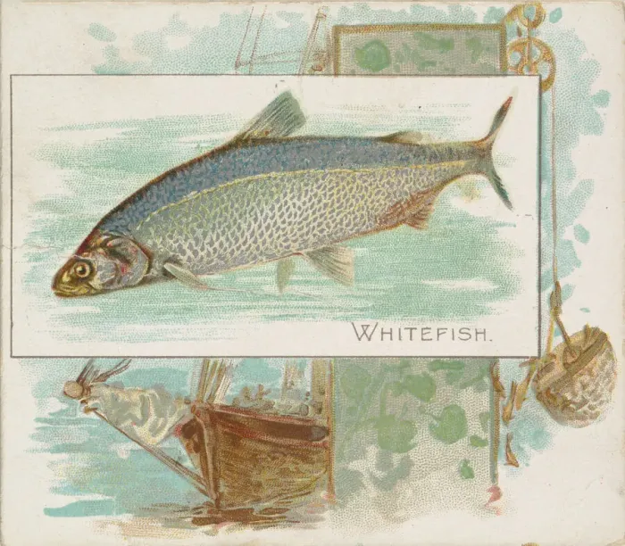 Framed Print : Whitefish, from Fish from American Waters series (N39) for Allen & Ginter Cigarettes Framed Print : Whitefish, from Fish from American Waters series (N39) for Allen & Ginter Cigarettes