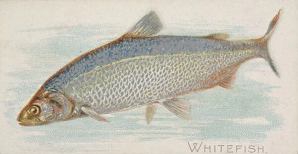 Whitefish, from the Fish from American Waters series (N8) for Allen &