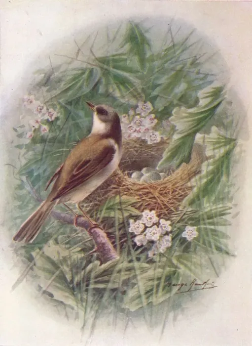 Framed Print : Whitethroat - Syl via cine rea, c1910, (1910). Artist: George James Rankin Framed Print : Whitethroat - Syl via cine rea, c1910, (1910). Artist: George James Rankin