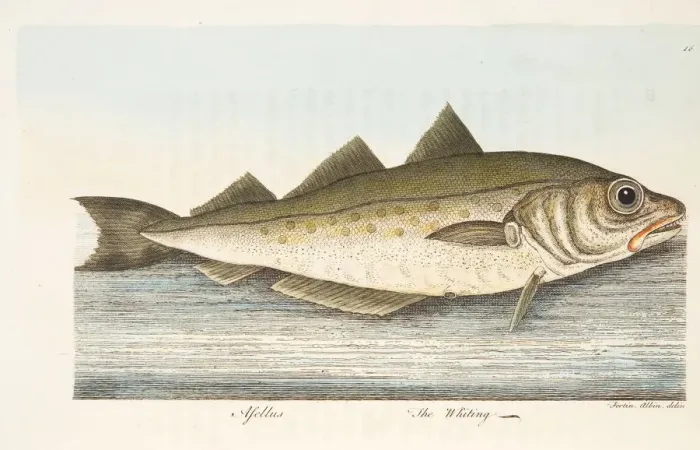 Framed Print : The Whiting, from A Treatise on Fish and Fish-ponds, pub. 1832 (hand coloured engraving) Framed Print : The Whiting, from A Treatise on Fish and Fish-ponds, pub. 1832 (hand coloured engraving)
