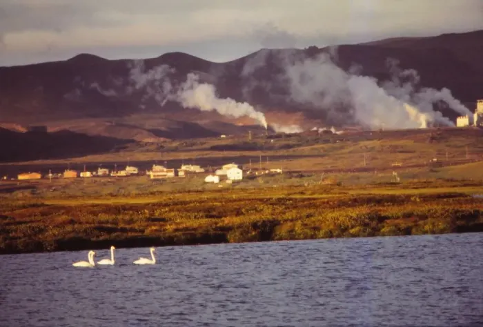 Framed Print : Whooper Swans on Lake Myvatn with Hot Springs Beyond, North Central Iceland, 20th century. Artist: CM Dixon Framed Print : Whooper Swans on Lake Myvatn with Hot Springs Beyond, North Central Iceland, 20th century. Artist: CM Dixon