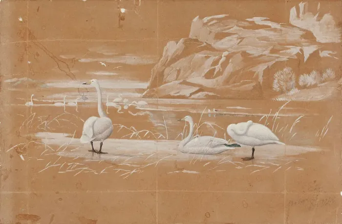 Framed Print : Whooper swans, sketch. Creator: Ferdinand von Wright