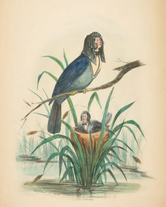 Framed Print : Widow Bird, from The Comic Natural History of the Human Race, 1851 Framed Print : Widow Bird, from The Comic Natural History of the Human Race, 1851