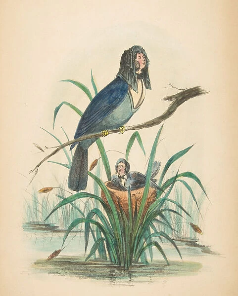 Widow Bird, from The Comic Natural History of the Human Race, 1851