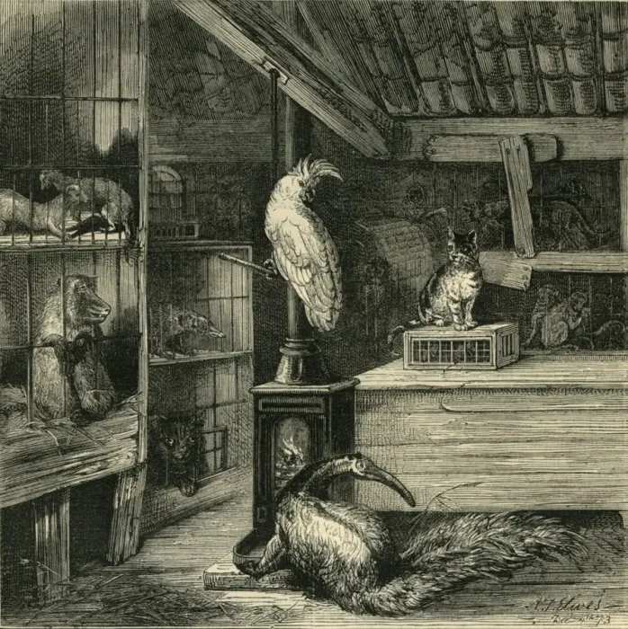 Framed Print : A Wild-Beast Shop, c1873. Creator: Unknown Framed Print : A Wild-Beast Shop, c1873. Creator: Unknown