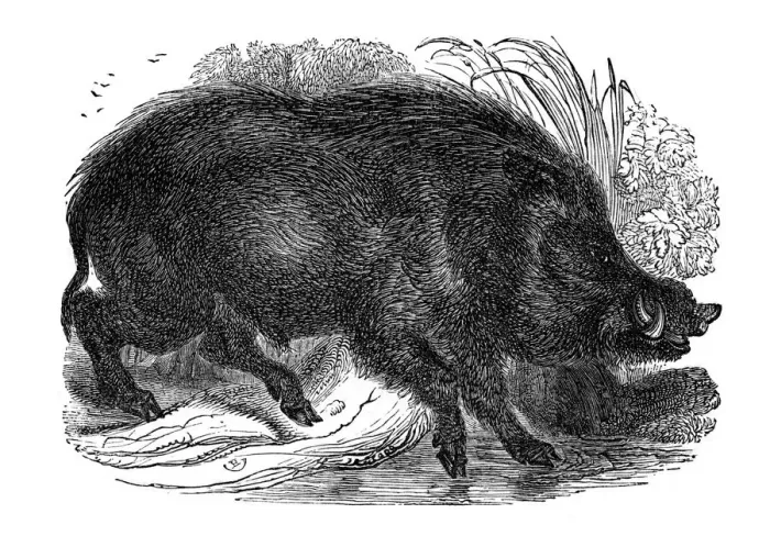 Framed Print : Wild boar, 1848 Framed Print : Wild boar, 1848