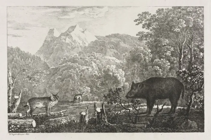 Framed Print : Wild Boar, Wildcat and Lynx, 1807. Creator: Maximilian Josef Wagenbauer (German, 1774-1829) Framed Print : Wild Boar, Wildcat and Lynx, 1807. Creator: Maximilian Josef Wagenbauer (German, 1774-1829)