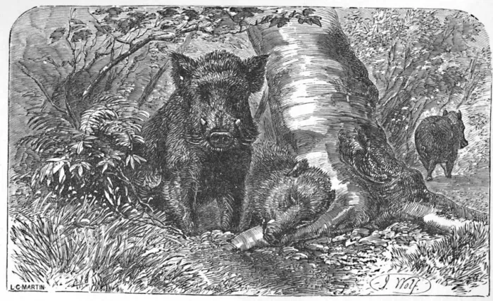Framed Print : Wild Boars in the Forest, c1900. Artist: Helena J. Maguire Framed Print : Wild Boars in the Forest, c1900. Artist: Helena J. Maguire