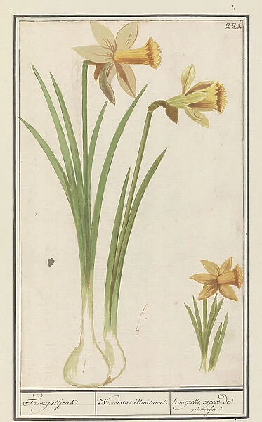 Wild daffodil (Narcissus pseudonarcissus), 1596-1610. Creators: Anselmus de Boodt, Elias Verhulst