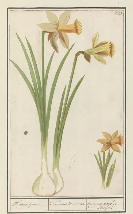 Framed Print : Wild daffodil (Narcissus pseudonarcissus), 1596-1610. Creators: Anselmus de Boodt, Elias Verhulst Framed Print : Wild daffodil (Narcissus pseudonarcissus), 1596-1610. Creators: Anselmus de Boodt, Elias Verhulst