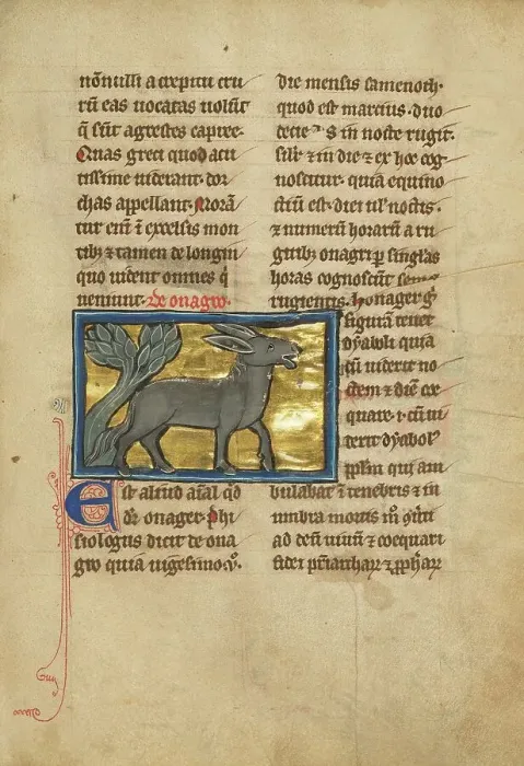 Framed Print : A Wild Donkey; De Natura Avium; De Pastoribus et Ovibus; Bestiarium, 1277 or after. Creator: Unknown Framed Print : A Wild Donkey; De Natura Avium; De Pastoribus et Ovibus; Bestiarium, 1277 or after. Creator: Unknown