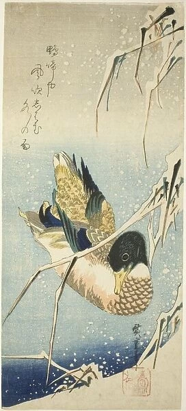 A Wild Duck Swimming by a Snow-covered Bank beneath Snow-laden Reeds, 1830s. Creator: Ando Hiroshige