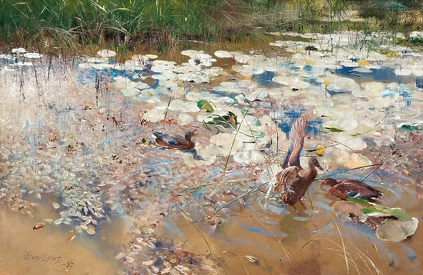 Wild Ducks, 1887. Creator: Liljefors, Bruno Andreas (1860-1939)