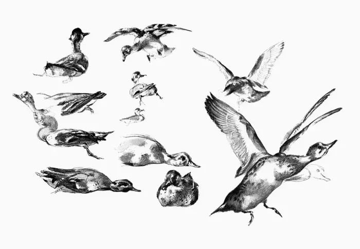 Framed Print : Wild Ducks, 1901 Framed Print : Wild Ducks, 1901