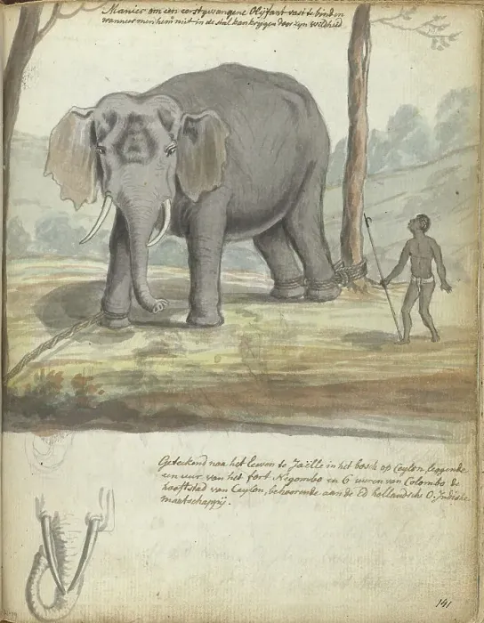 Framed Print : Wild elephant bound between trees, 1785. Creator: Jan Brandes Framed Print : Wild elephant bound between trees, 1785. Creator: Jan Brandes