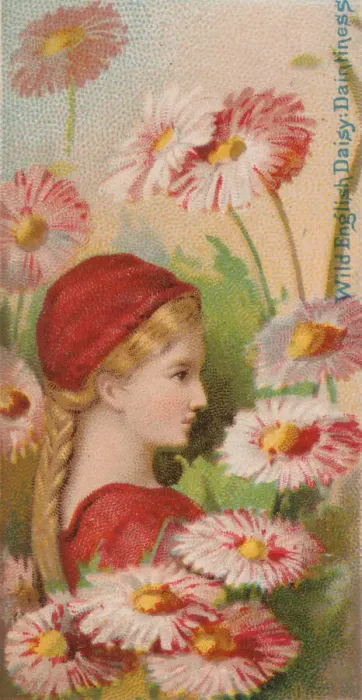 Framed Print : Wild English Daisy: Daintiness, from the series Floral Beauties and Language of Flowers Framed Print : Wild English Daisy: Daintiness, from the series Floral Beauties and Language of Flowers