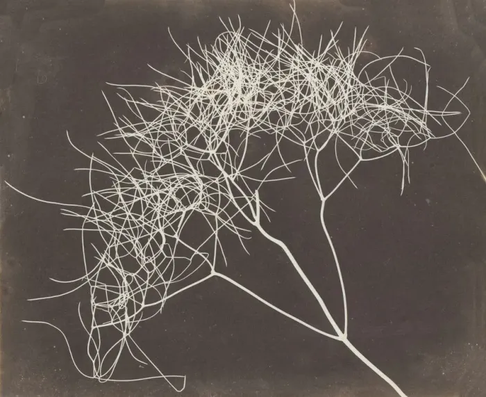 Framed Print : [Wild Fennel], 1841-42. Creator: William Henry Fox Talbot