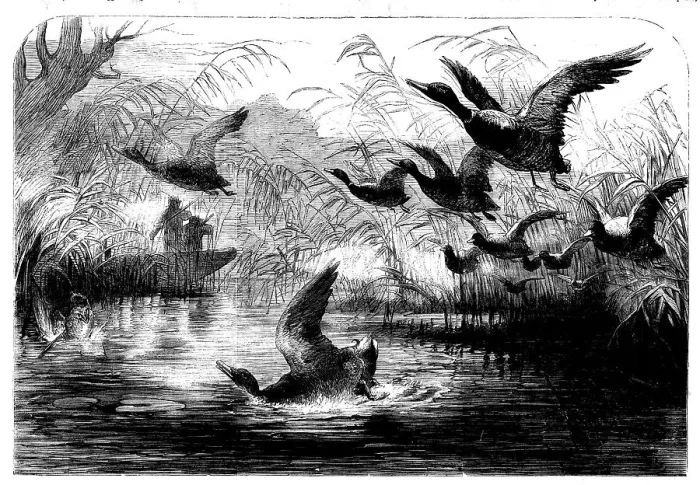 Framed Print : Wild Fowl Shooting, 1858. Creator: Unknown Framed Print : Wild Fowl Shooting, 1858. Creator: Unknown