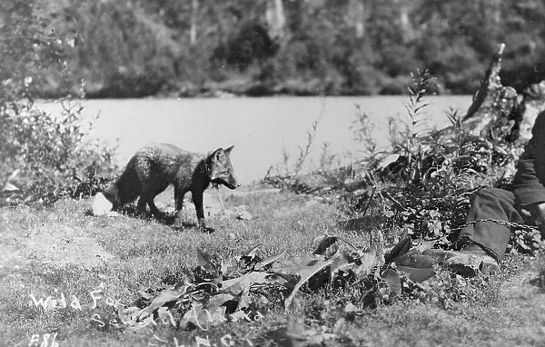 Wild fox, between c1900 and c1930. Creator: Unknown